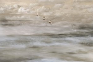 Oiseaux de rêve au-dessus de l