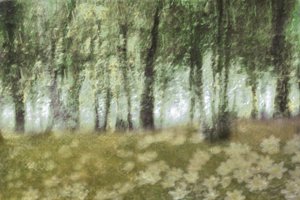 Fleurs de la forêt enchantée - Christina Sillen