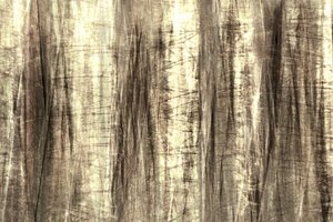 Les lignes de la forêt enchantée