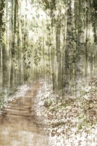 Sentier enchanteur dans la forêt