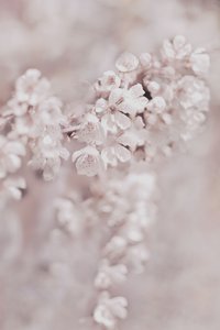 Fleurs roses de rêve - Christina Sillen