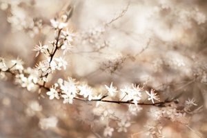 Fleurs blanches de rêve