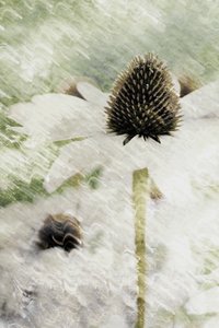 Échinacée blanche « Dreamy » - Christina Sillen