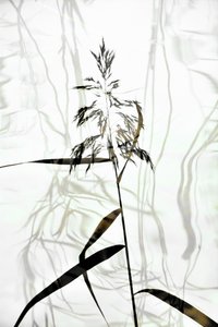 Élégante silhouette de roseau