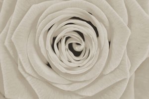 Élégante rose blanche - Christina Sillen
