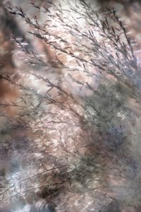 Herbe vaporeuse et ondulante - Christina Sillen