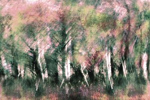Rêve de forêt éthérée - Christina Sillen