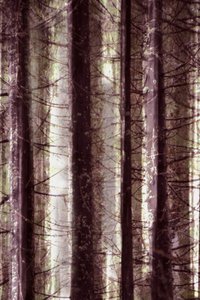 Lumière de la forêt éthérée - Christina Sillen