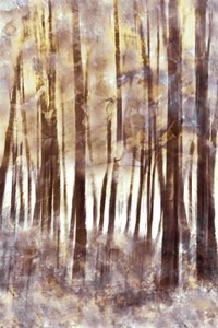 Forêt hivernale éthérée - Christina Sillen
