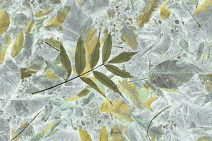 Feuilles d