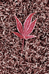 Feuille d