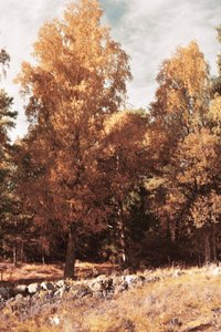 Forêt d