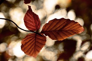 Feuilles d