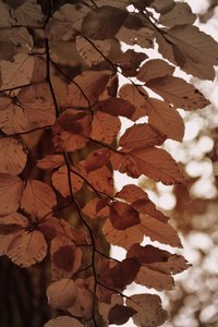 Feuilles d