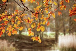 Feuilles de chêne aux couleurs de l