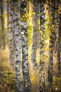 La forêt de bouleaux dorés
