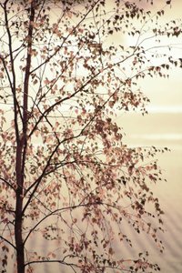 Feuilles de bouleau dorées - Christina Sillen