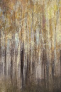 Résumé de « Golden Forest »