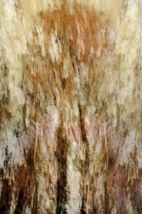 Impression de la forêt dorée - Christina Sillen