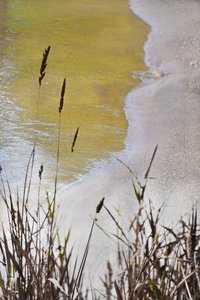 Golden Shore Reeds - Christina Sillen