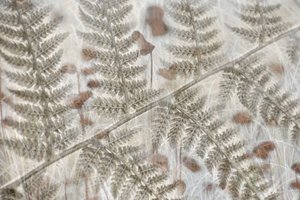 Feuilles de fougère superposées - Christina Sillen
