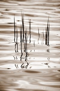 Roseaux minimalistes - Christina Sillen