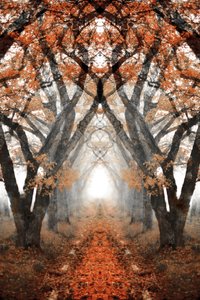 Sentier brumeux d
