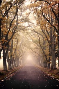 Une route brumeuse en automne - Christina Sillen