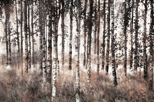 Forêt de bouleaux brumeuse - Christina Sillen