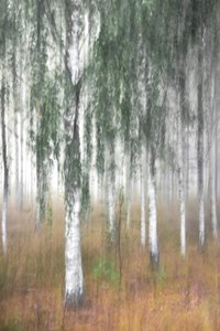Forêt de bouleaux brumeuse