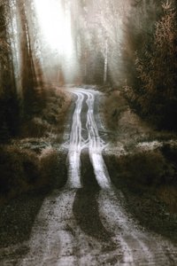 La route de la forêt brumeuse