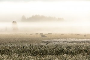 Vaches par un matin brumeux - Christina Sillen