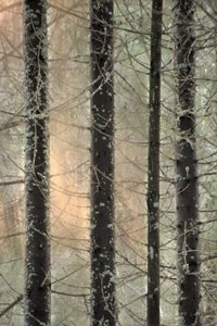 Forêt hivernale brumeuse - Christina Sillen