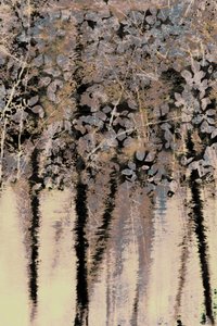 Réflexions sur la forêt de Moody