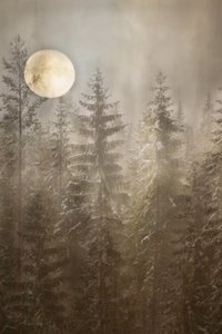 Une forêt hivernale au clair de lune - Christina Sillen
