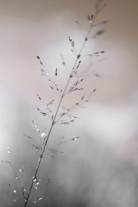 Les gouttes de rosée du matin - Christina Sillen