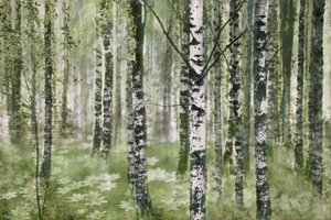 Une forêt de bouleaux paisible - Christina Sillen