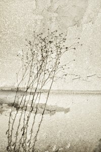 Étude botanique rustique - Christina Sillen