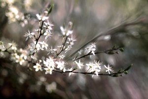 Fleur de prunier