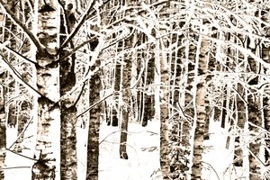 Forêt de bouleaux enneigée - Christina Sillen