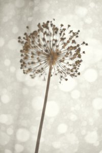 Fleur d