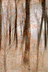 Les bois en automne - Christina Sillen