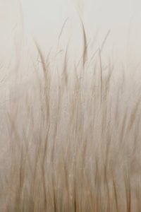 Beige clair herbe - Christina Sillen