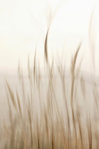 Herbe douce et ondulante