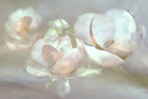 Fleurs de magnolia délicates - Christina Sillen