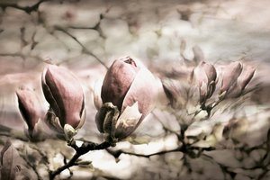 Bourgeons de magnolia doux - Christina Sillen