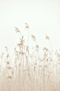 Des roseaux qui se balancent doucement