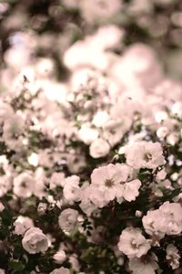 Roses blanches délicates - Christina Sillen