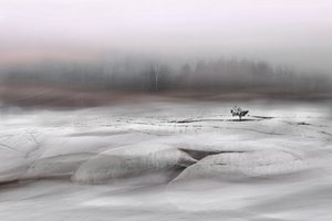 Un arbre solitaire en hiver - Christina Sillen