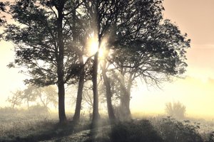 Arbres brumeux baignés de soleil